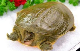 甲鱼
