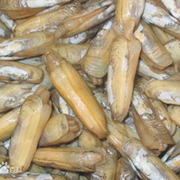 蛏子（鲜）