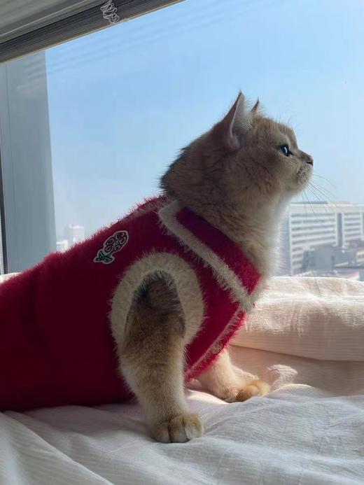 mostwantedlab彩虹/MWL-2334212/小花仿貂毛撞色Polo领家居背心宠物毛衣 商品图2