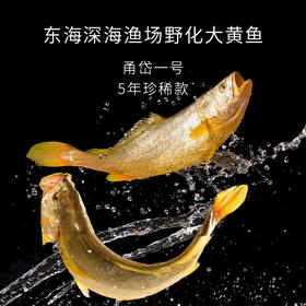【预售】东海深海渔场 野化 大黄鱼 冰鲜