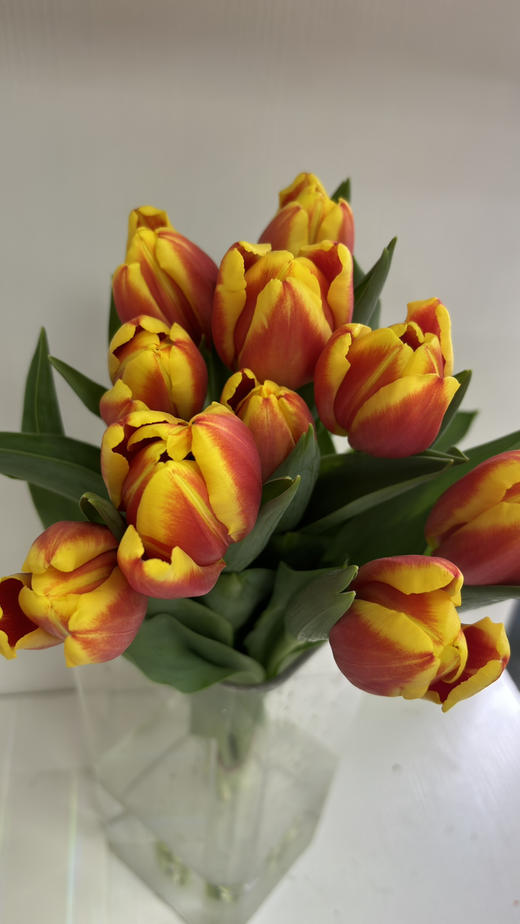 【国产郁金香】 -复色/双色  10支/扎 商品图4