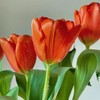 方德辰砂红色郁金香鲜花9支 商品缩略图3