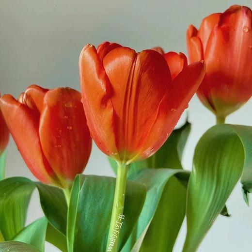 方德辰砂红色郁金香鲜花9支 商品图3