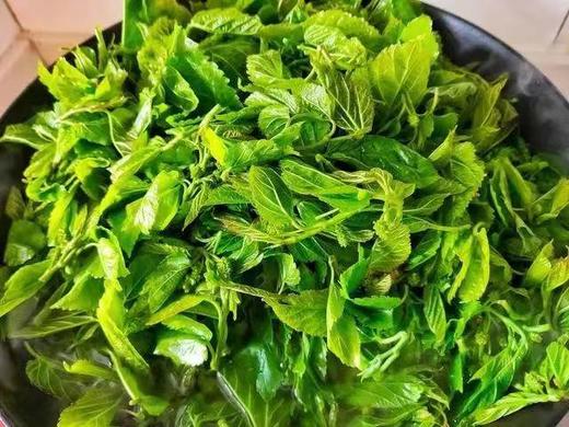 【桑园公社】桑芽菜礼盒（500g*6袋） 商品图1