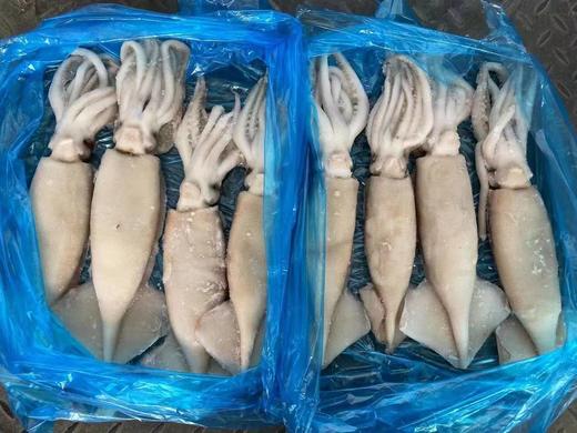 冻鱿鱼 1盒约3斤 商品图0
