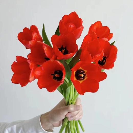 方德辰砂红色郁金香鲜花9支 商品图2
