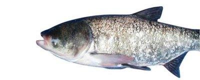 白鲢鱼 商品图0