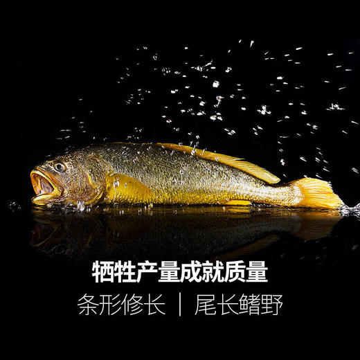 【预售】东海深海渔场 野化 大黄鱼 冰鲜 商品图1