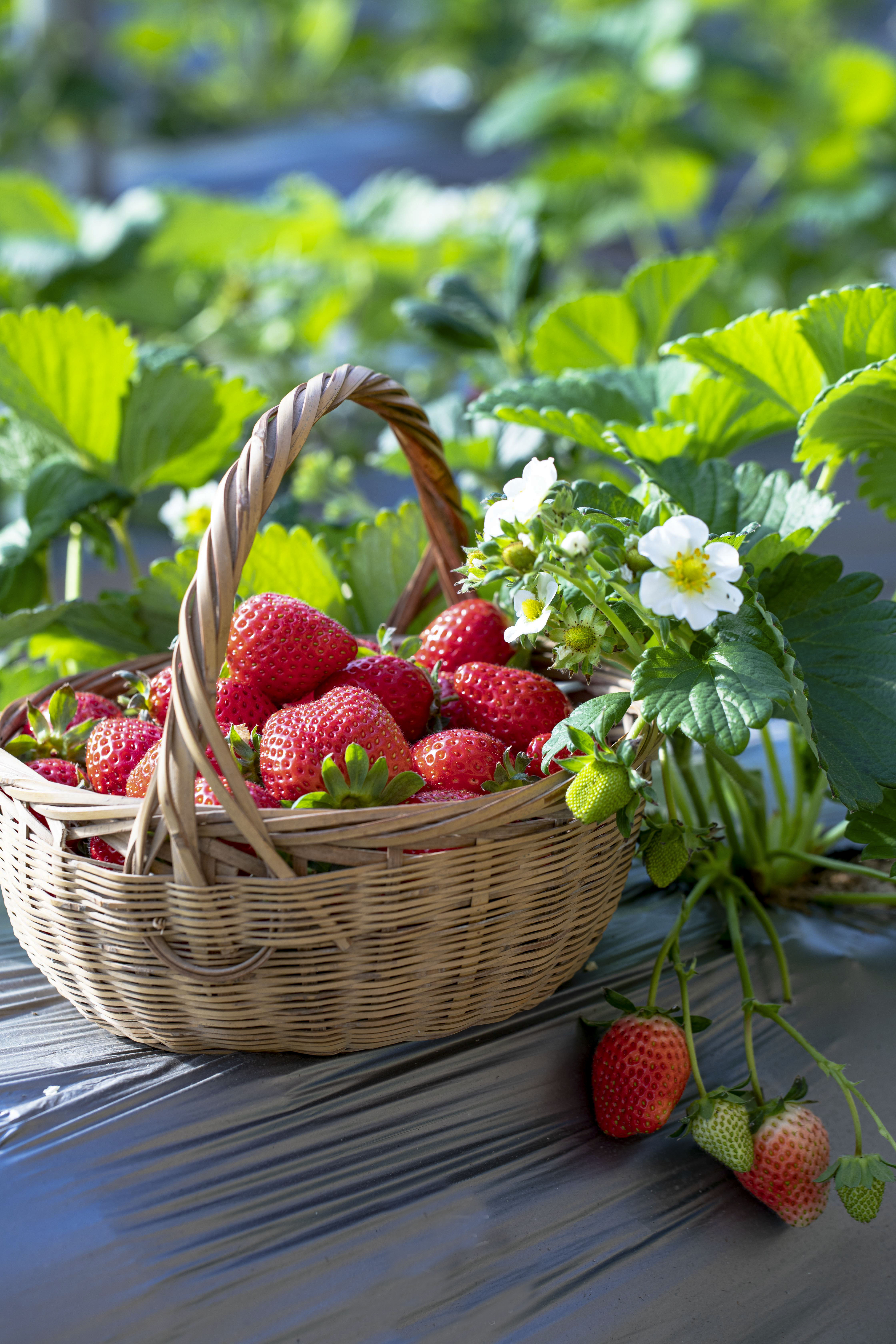 沃野青青*香草莓  净重2.3斤，4盒装