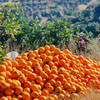 正宗江西赣南脐橙高山种植新鲜橙子10斤/20斤装 商品缩略图1