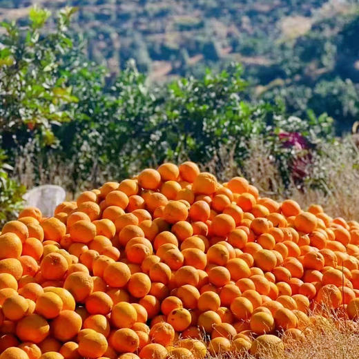 正宗江西赣南脐橙高山种植新鲜橙子10斤/20斤装 商品图1