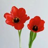方德辰砂红色郁金香鲜花9支 商品缩略图1