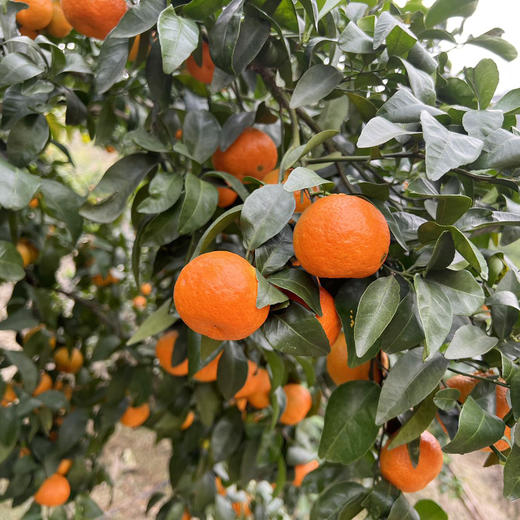 广西砂糖橘，皮薄肉厚，果肉鲜嫩，浓甜化渣！ 商品图5