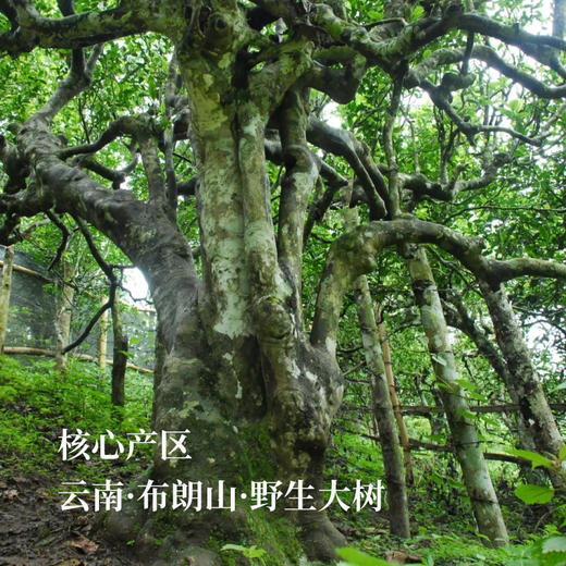 布朗山正宗大树普洱丨20年陈，茶中经典，宜饮宜藏，一沱仅150元！比新茶还便宜 商品图4