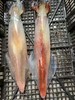 xm鲜！嫩！脆！纯手海钓！！来自东山招牌深海大钓管鱿鱼🦑白灼、烧烤、爆炒样样皆宜！鲜掉眉毛顺丰活冻锁鲜 商品缩略图1