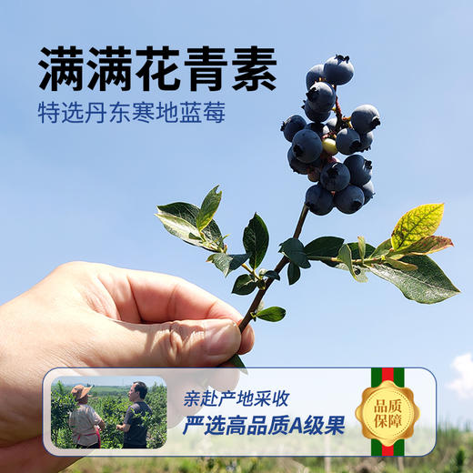 原榨酥梨萃/原榨蓝莓萃 | 0糖！0脂！0食品添加剂！【拾爸精选】 商品图4