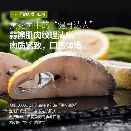 【预售】东海深海渔场 野化 大黄鱼 冰鲜 商品图5