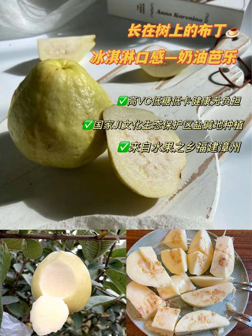 观海听涛长在树上的布丁【黄金奶油芭乐】【红心芭乐】来自福建漳州盐碱地种植  树熟品种 冰淇淋质感 芳香软糯；低糖低卡高VC无负担，适合爱美女士，软糯冰淇淋口感老人小孩都能吃（5斤装） 商品图0