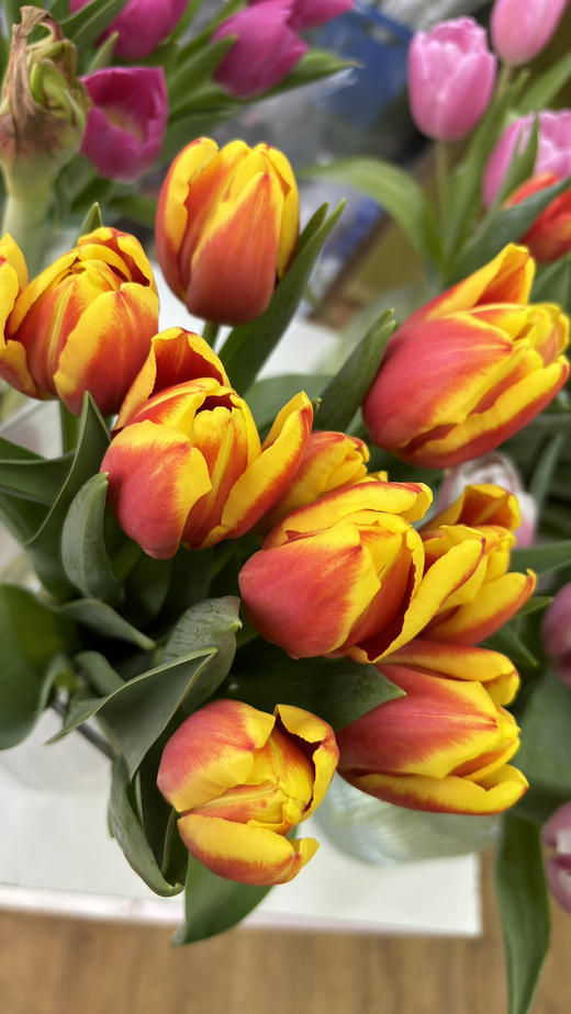 【国产郁金香】 -复色/双色  10支/扎 商品图5