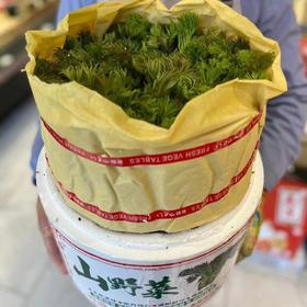 【发货+10元】丨团购·年货节·东北山野菜之母【活体刺嫩芽盆栽礼箱】3斤左右/件（268元）丨山野菜组合6斤左右298元/套丨预计1月25日起开始陆续发货