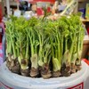 【发货+10元】丨团购·年货节·东北山野菜之母【活体刺嫩芽盆栽礼箱】3斤左右/件（268元）丨山野菜组合6斤左右298元/套丨预计1月25日起开始陆续发货 商品缩略图3