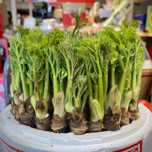 【发货+10元】丨团购·年货节·东北山野菜之母【活体刺嫩芽盆栽礼箱】3斤左右/件（268元）丨山野菜组合6斤左右298元/套丨预计1月25日起开始陆续发货 商品图3