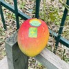 🌹🥭秘鲁空运太阳芒☀️，红艳艳的果子肉质厚实，细腻顺滑，熟透的果子甜香味十足，吃完了还要一直砸吧着嘴巴，太回味太满足了😋🥭🧡🧡 商品缩略图2