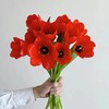 方德辰砂红色郁金香鲜花9支 商品缩略图0