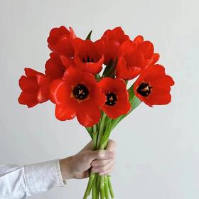 方德辰砂红色郁金香鲜花9支