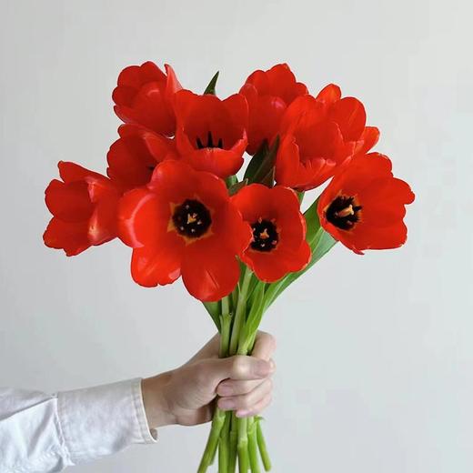 方德辰砂红色郁金香鲜花9支 商品图0