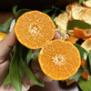 广西砂糖橘，皮薄肉厚，果肉鲜嫩，浓甜化渣！ 商品缩略图0