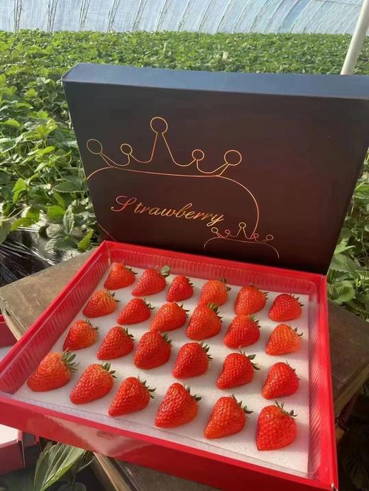 【降价啦！规格又升级，现摘现发】🍓正宗丹东东港九九草莓，草莓界的爱马仕，合隆镇城山子村九九草莓核心产区，原生态种植，每一颗都饱满多汁，味道纯正。果园现摘现发，顺丰全国包邮 商品图12