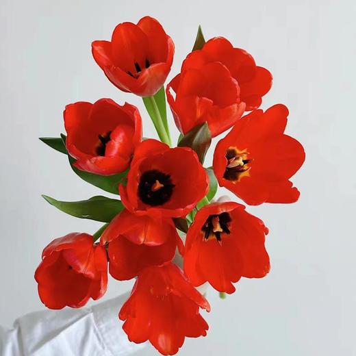 方德辰砂红色郁金香鲜花9支 商品图4
