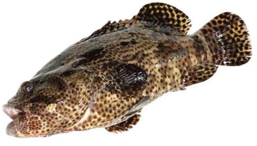 老虎斑 商品图0