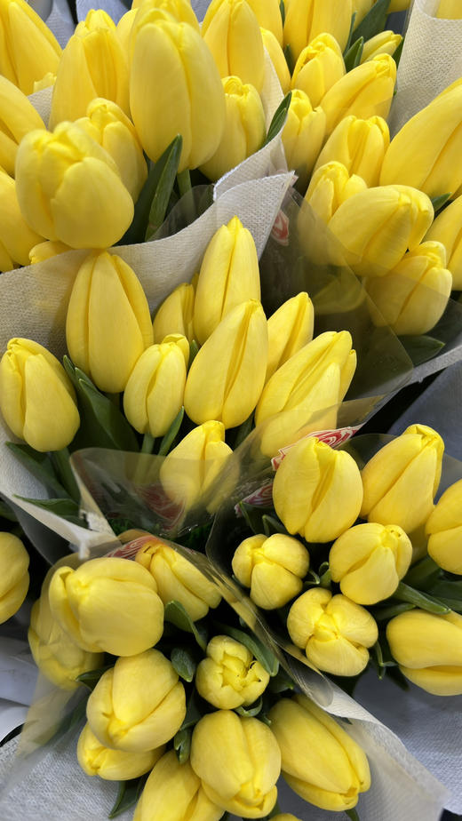 【国产郁金香】 黄色  约10支/扎 商品图10