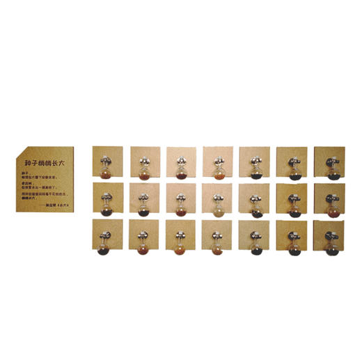 幼儿园植物角种子博物馆 商品图4