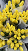 【国产郁金香】 黄色  约10支/扎 商品缩略图11
