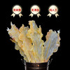 【新款】Ocean Feast 淡干鳕鱼鱼胶200g装 商品缩略图3
