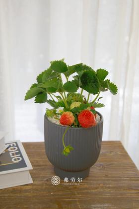 草莓盆栽