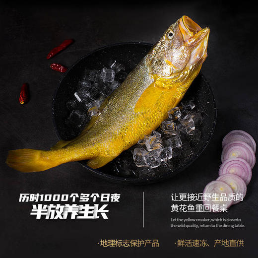 【预售】东海深海渔场 野化 大黄鱼 冰鲜 商品图2