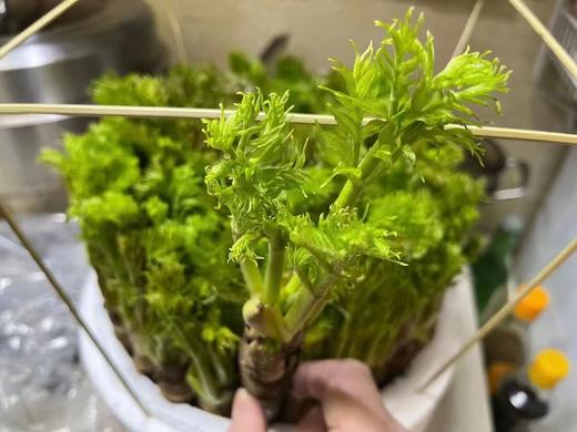 【发货+10元】丨团购·年货节·东北山野菜之母【活体刺嫩芽盆栽礼箱】3斤左右/件（268元）丨山野菜组合6斤左右298元/套丨预计1月25日起开始陆续发货 商品图4
