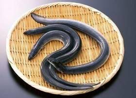 鳗鱼