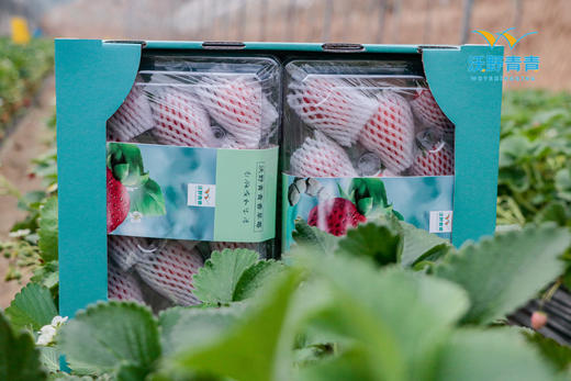 沃野青青*香草莓  净重2.3斤，4盒装 商品图5