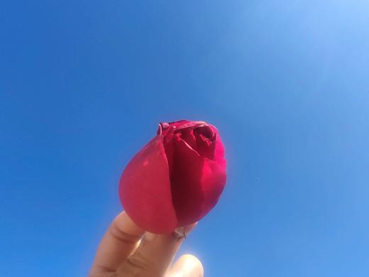 安叶家自产墨红玫瑰纯露500m 商品图1