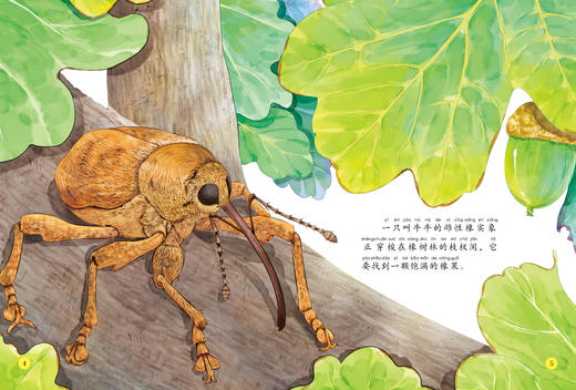 《给孩子的法布尔昆虫记》（彩绘注音版）全10册 商品图8