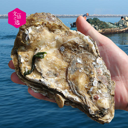 【好吃的】北海湾 乳山生蚝 鲜活海蛎子 牡蛎 现捞现发 个大肉鲜 味道鲜美 商品图1