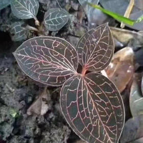 野生金线莲 藏地发货 20克/瓶、50克/瓶