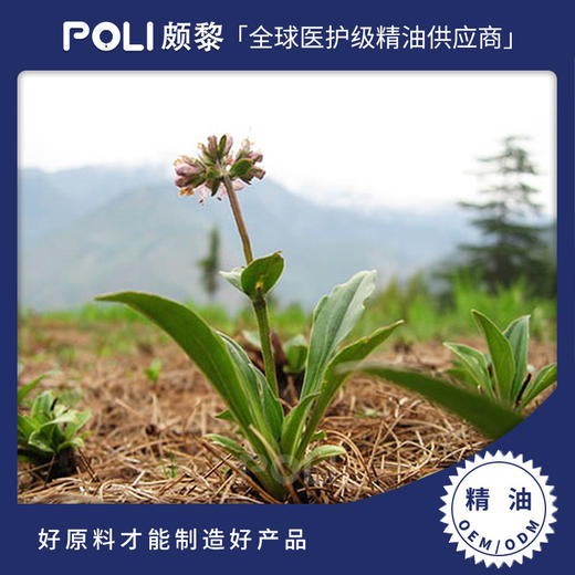 尼泊尔有机穗甘松精油原料 批发护肤补水单方精油 美容院穗甘松精油OEM 商品图0