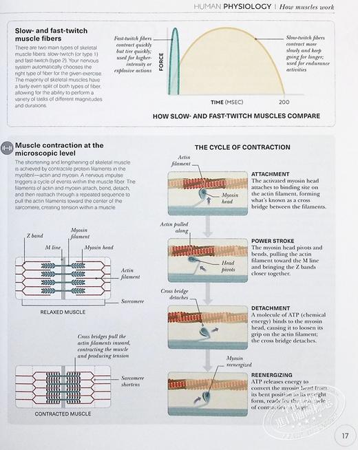 【中商原版】DK科学百科系列之力量锻炼科学 Science of Strength Training Anatomy and Physiology 英文原版 Austin Current 商品图4