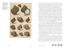 Conchophilia: Shells、Art、and Curiosity in Early Modern Europe / 贝壳癖：贝壳、艺术与早期现代欧洲的好奇心 商品缩略图2